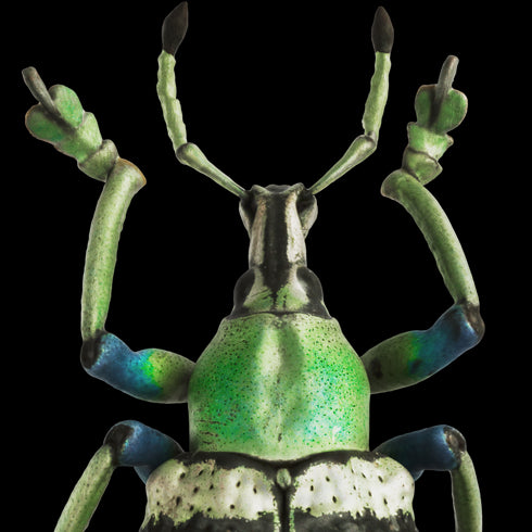 Artec Studio Lifetime License